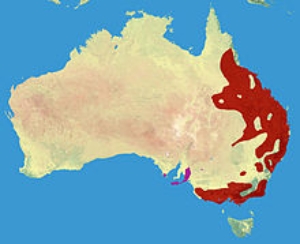 Koala range (red – native, purple – introduced)