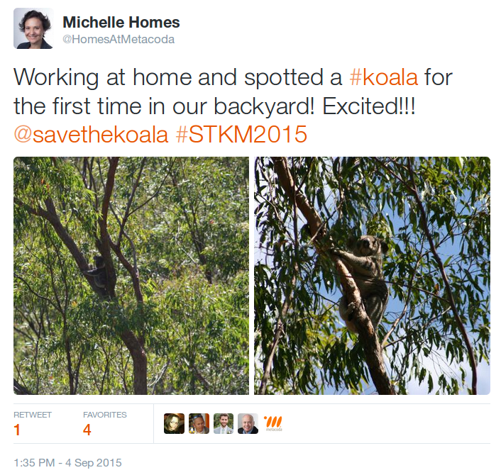 Wild Koala Visit - Tweet