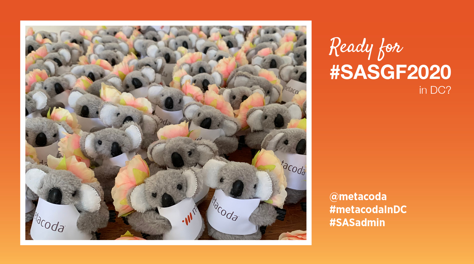 Metacoda koalas with cherry blossoms for SASGF 2020