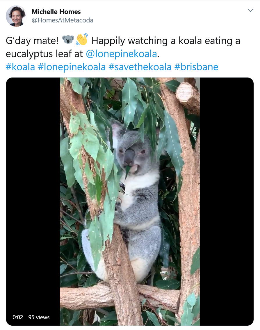 Koala eating at Lone Pine Koala Sanctuary