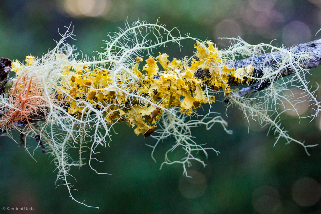 "Symbiotic Gold" by Ken-ichi is licensed with CC BY-NC 2.0.