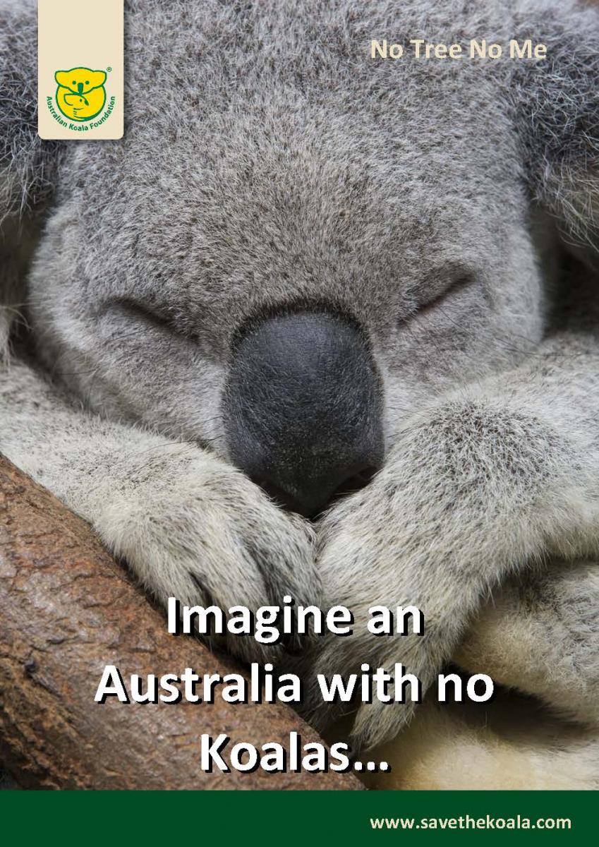 Imagine an Australia with no Koalas