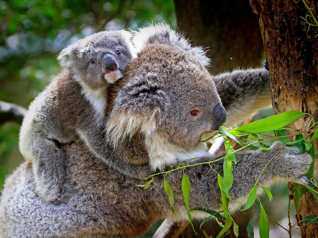 Koala and joey 